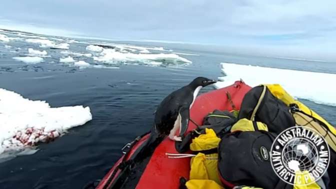 В Антарктиде пингвин прокатился в лодке с учеными