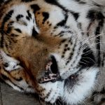 Гражданин Хабаровского края нашел на крыльце дома истощенную тигрицу
