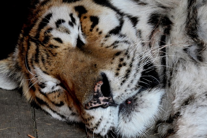 Гражданин Хабаровского края нашел на крыльце дома истощенную тигрицу