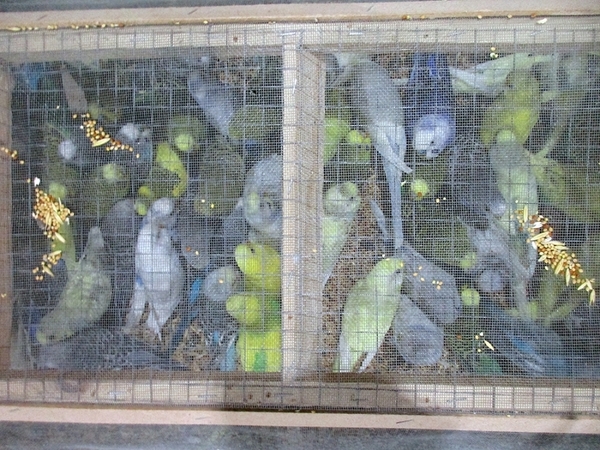 Не менее 300 попугаев прошли досмотр в аэропорту Пулково
