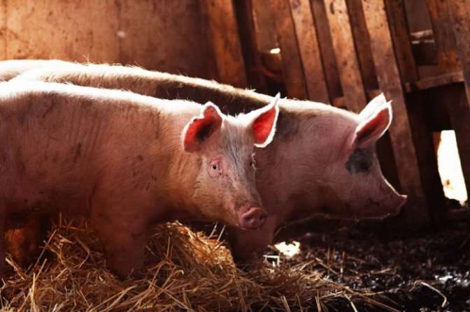 Храбрая свинья спасла «подружку» от ножей мясников: в интернете появилось видео