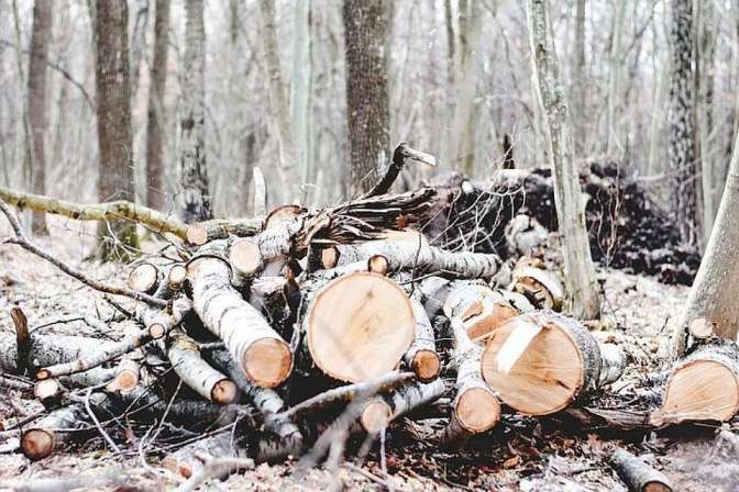 В Ленобласти тело лесоруба извлекли из-под спиленного дерева