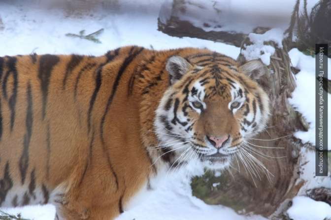 Охотник попал в клинику после нападения тигра в Приморском крае