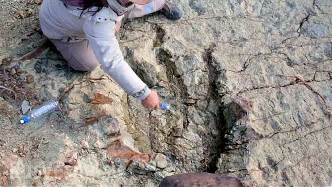 Русские ученые назвали новый вид старинного ящера сибиротитаном