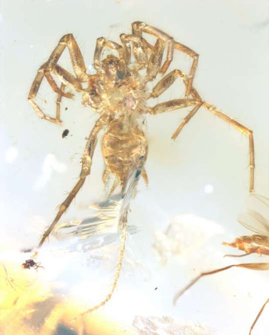 В янтаре отыскали «прото-пауков» с длинными хвостами