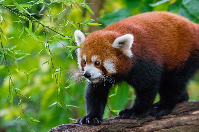 Сотрудника Московского зоопарка отправят в КНР для исследования огромных панд