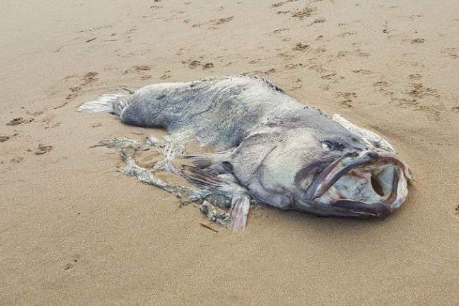 В Австралии отыскали 150-килограмовую рыбу-монстра