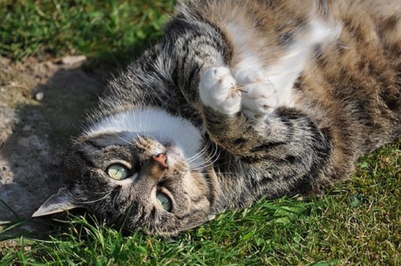 Толстый миротворец: в интернете появилось видео, как кот приостановил драку собратьев