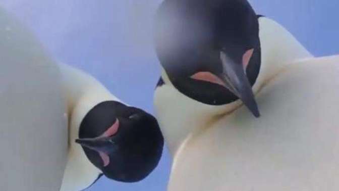 Мастер-класс по селфи от пингвинов в Антарктиде попал на видео