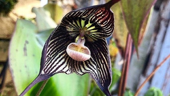 Редкую орхидею-вампира можно увидеть в «Аптекарском огороде» в российской столице