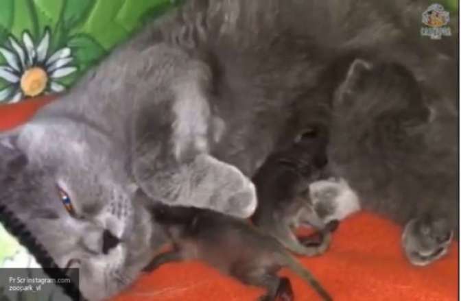 Во Владивостоке кошка приняла новорождённых енотов, от которых отказалась мать