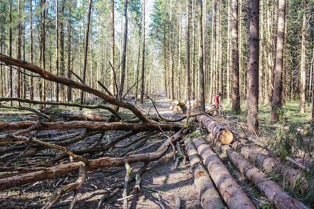 Свободный сбор валежника в лесу будет возможным в 2019-ом