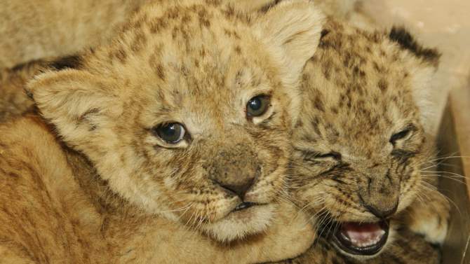 В екатеринбургском зоопарке появились на свет африканские львята