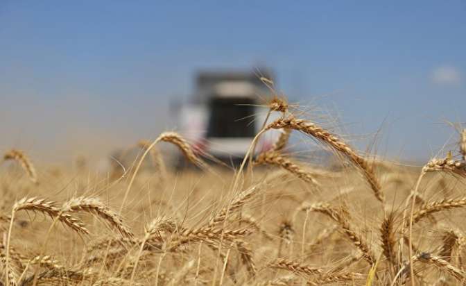 Россельхознадзор попробует прояснить ситуацию с задержкой русской пшеницы в египетском порту