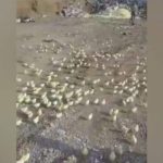 Грузинский Марнеули пережил нашествие цыплят, вылупившихся из выброшенных на свалку яиц