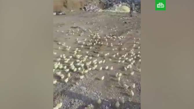 Грузинский Марнеули пережил нашествие цыплят, вылупившихся из выброшенных на свалку яиц