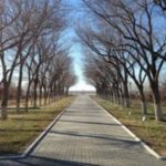 На Байконуре гибнет дерево, посаженное Юрием Гагариным