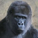 Погибла популярная горилла Коко, умевшая общаться на языке жестов
