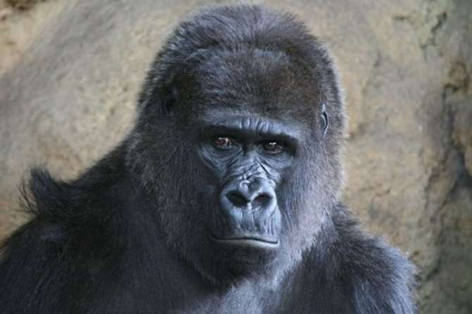 Погибла популярная горилла Коко, умевшая общаться на языке жестов