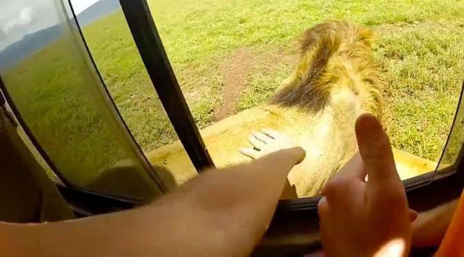 Турист в Африке спровоцировал льва на нападение