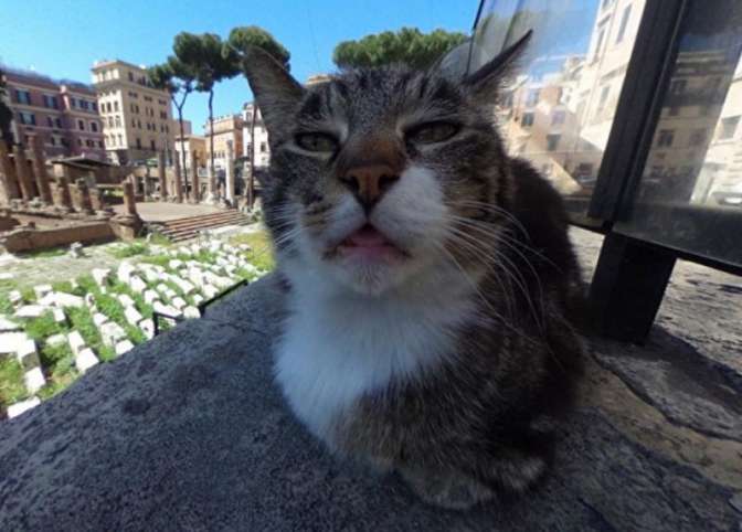 Кот попал на панораму Рима на Google-карт и стал знаменитостью