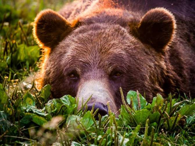 Череповчанка более 2 часов провела в лесу рядом с медведицей