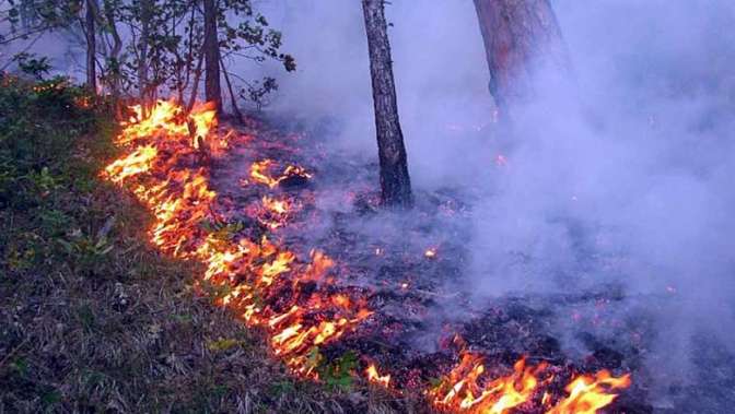 В Российской Федерации за сутки случилось 33 лесных пожара
