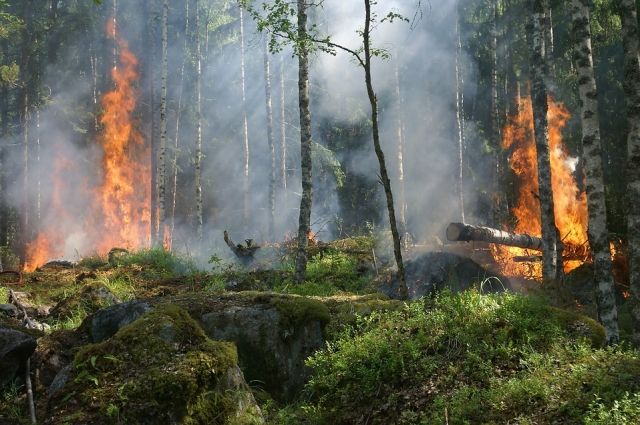 В Красноярском крае гасят 20 пожаров в лесах