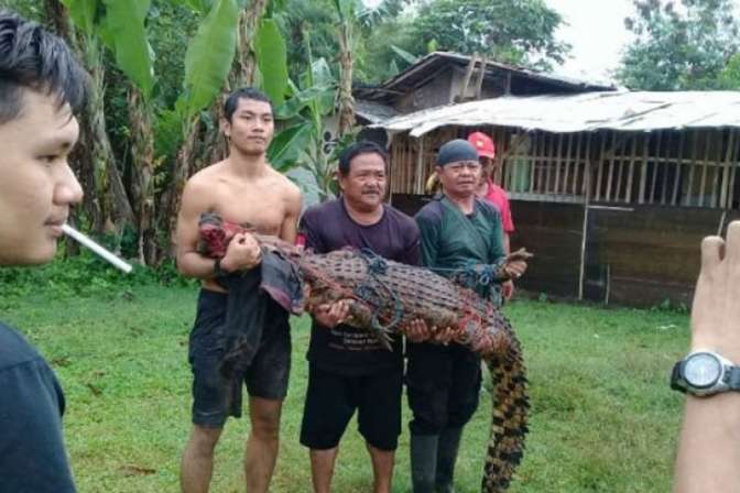 300 крокодилов убила в Индонезии разъяренная толпа