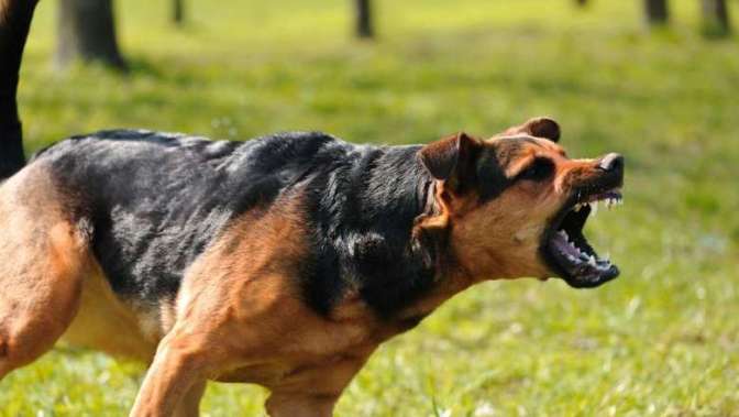 На Уралмаше полицейские убили разъяренного пса, покусавшего прохожих