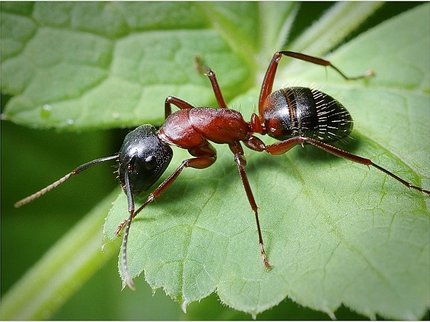 Биологи отыскали у муравьев «переключатель» между рабочим и королевой