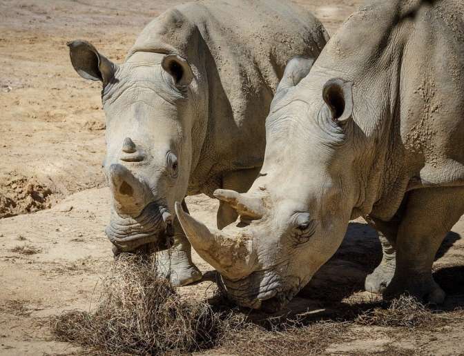 Австралийские ученые отыскали способ спасти от вымирания северных белых носорогов