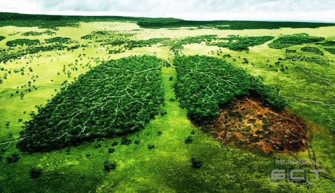 Государственная дума приняла закон об обязательном восстановлении вырубленного леса
