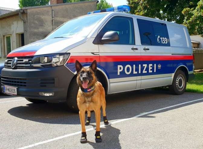 В Вене полицейским собакам выдали обувь для защиты от жары