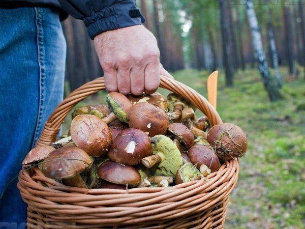 Десять человек отравились грибами у монастыря в Крыму