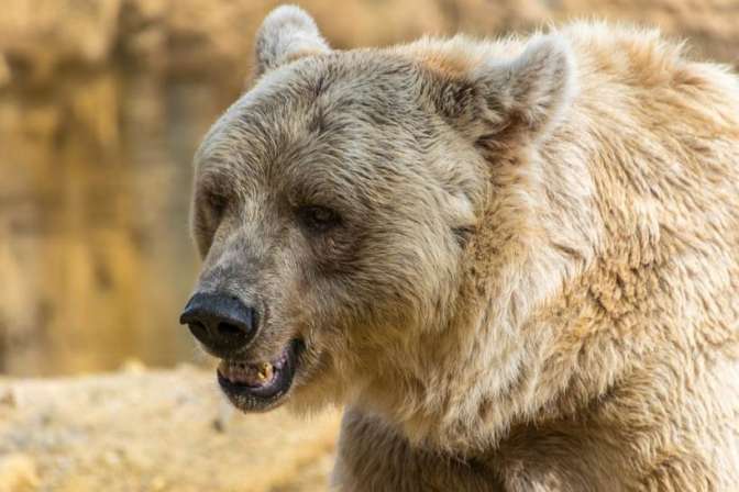 В Якутии экологи организовали поиски медведя с канистрой на голове