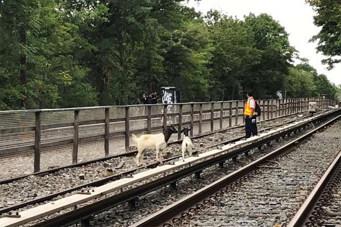 В Бруклине козы помешали движению метро