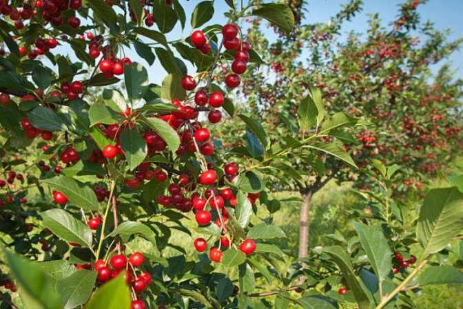 На 12% за год увеличился урожай вишни и черешни на Ставрополье