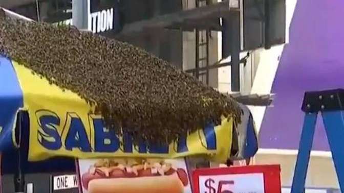 В Нью-Йорке из-за пчел перекрыли площадь Таймс-сквер — NY Post