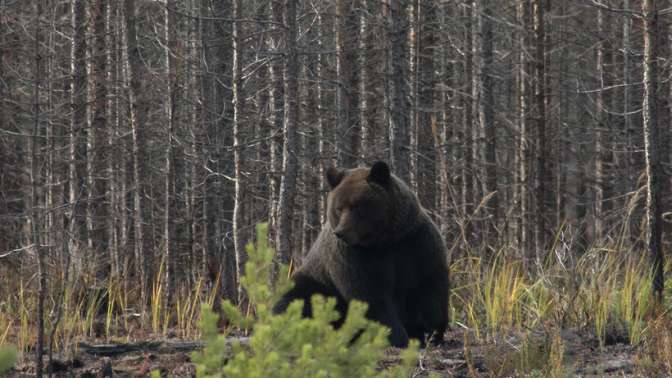 В Подмосковье растет численность медведей