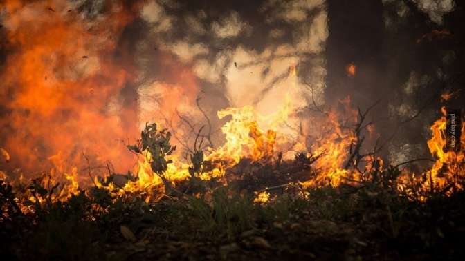 Заповедник под Ялтой охватил лесной пожар площадью 1,5 гектара