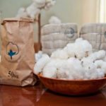 В Волгоградской области решили растить больше хлопка