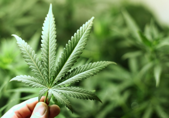 Грузия будет производить марихуану с целью экспорта