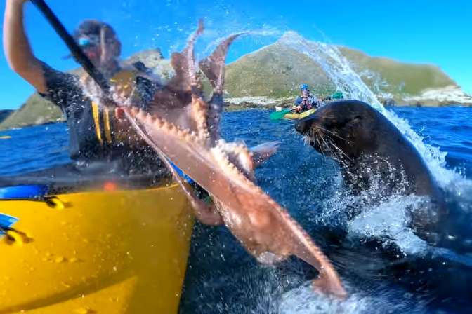 В мире животных. Тюлень ударил по лицу байдарочника осьминогом