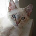 В Англии кошка помогла найти рак у собственной хозяйки