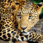 WWF: За последние 40 лет люди уничтожили 60% животных на Земле