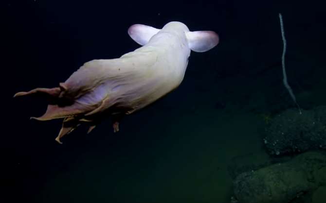 У берегов США учёные засняли особого осьминога с ушами