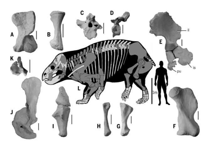 Древнейший «прямой» предок человека оказался размером со слона