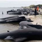 На берег новоиспеченной Зеландии выбросились чёрные дельфины — новая зеландия, чёрный дельфин, океан