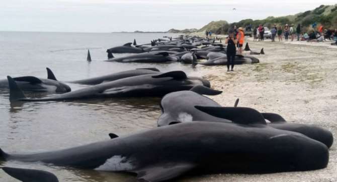 На берег новоиспеченной Зеландии выбросились чёрные дельфины — новая зеландия, чёрный дельфин, океан